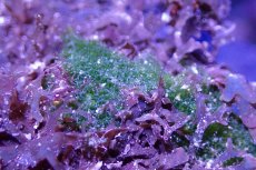 画像3: 【海藻】【通販】アミジグサsp. (岩付き）（個体販売）（±18cm)No.2（生体）（サンゴ） (3)