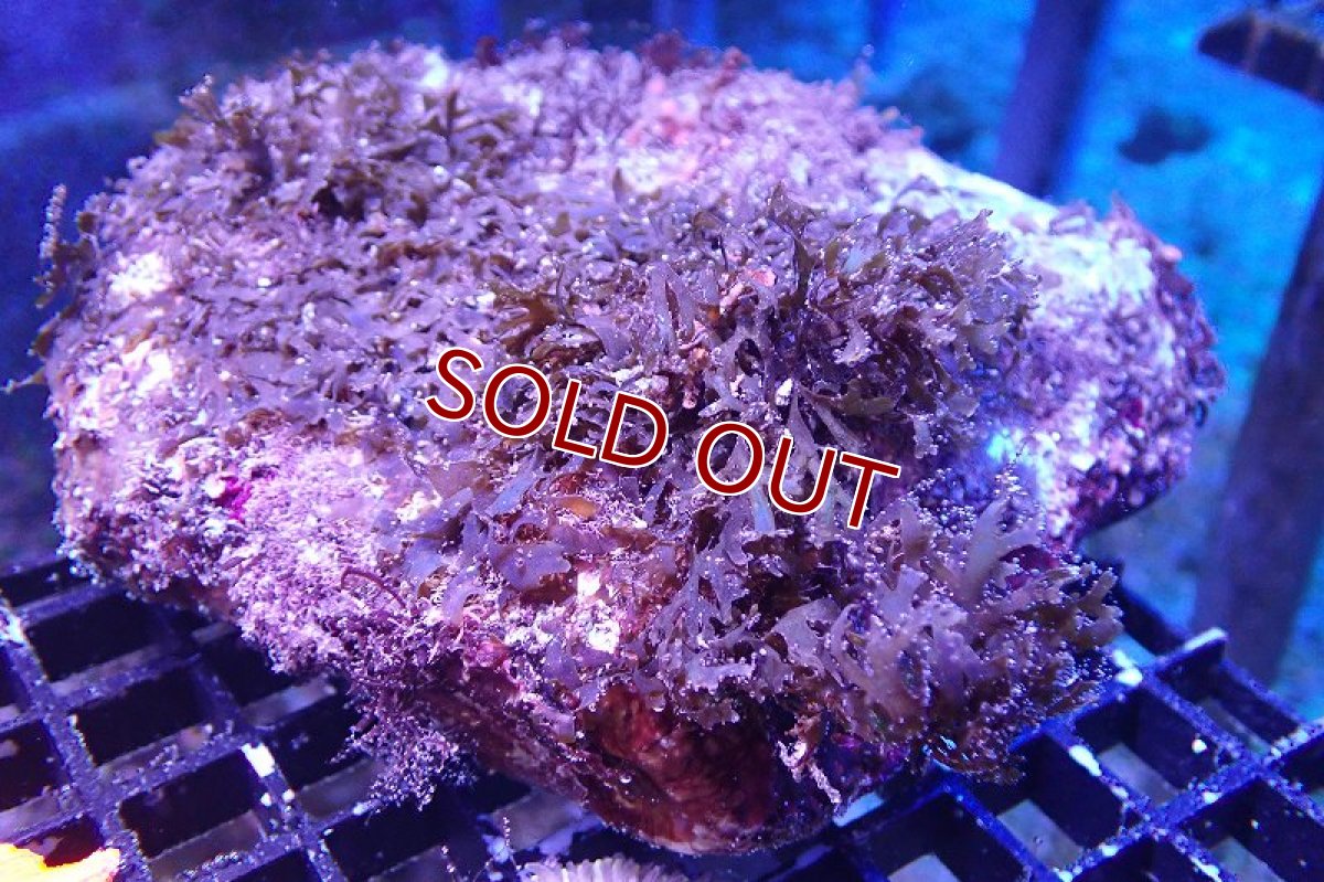 画像1: 【海藻】【通販】アミジグサsp. (岩付き）（個体販売）（±15cm)No.3（生体）（サンゴ） (1)