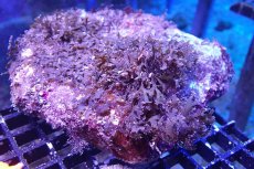 画像1: 【海藻】【通販】アミジグサsp. (岩付き）（個体販売）（±15cm)No.3（生体）（サンゴ） (1)