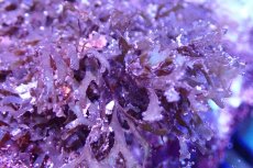 画像2: 【海藻】【通販】アミジグサsp. (岩付き）（個体販売）（±15cm)No.3（生体）（サンゴ） (2)