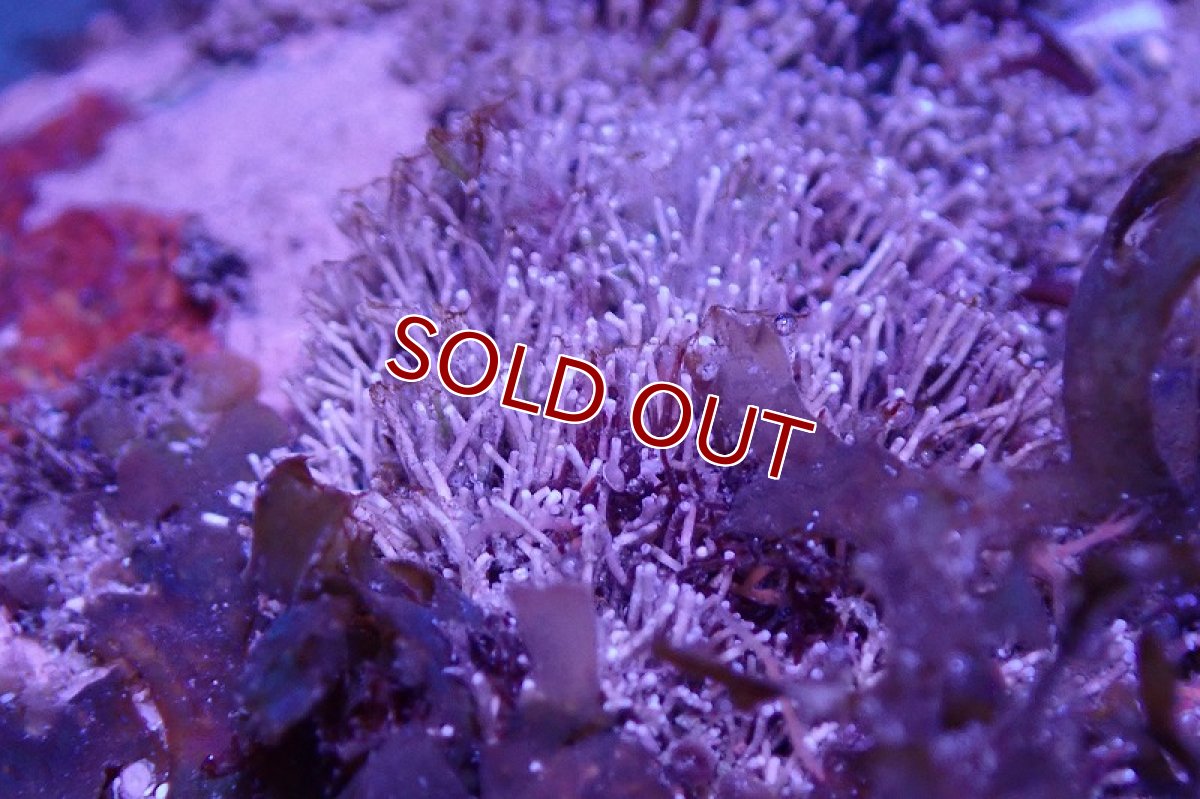 画像3: 【海藻】【通販】アミジグサsp. (岩付き）（個体販売）（±15cm)No.3（生体）（サンゴ） (3)