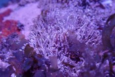 画像3: 【海藻】【通販】アミジグサsp. (岩付き）（個体販売）（±15cm)No.3（生体）（サンゴ） (3)