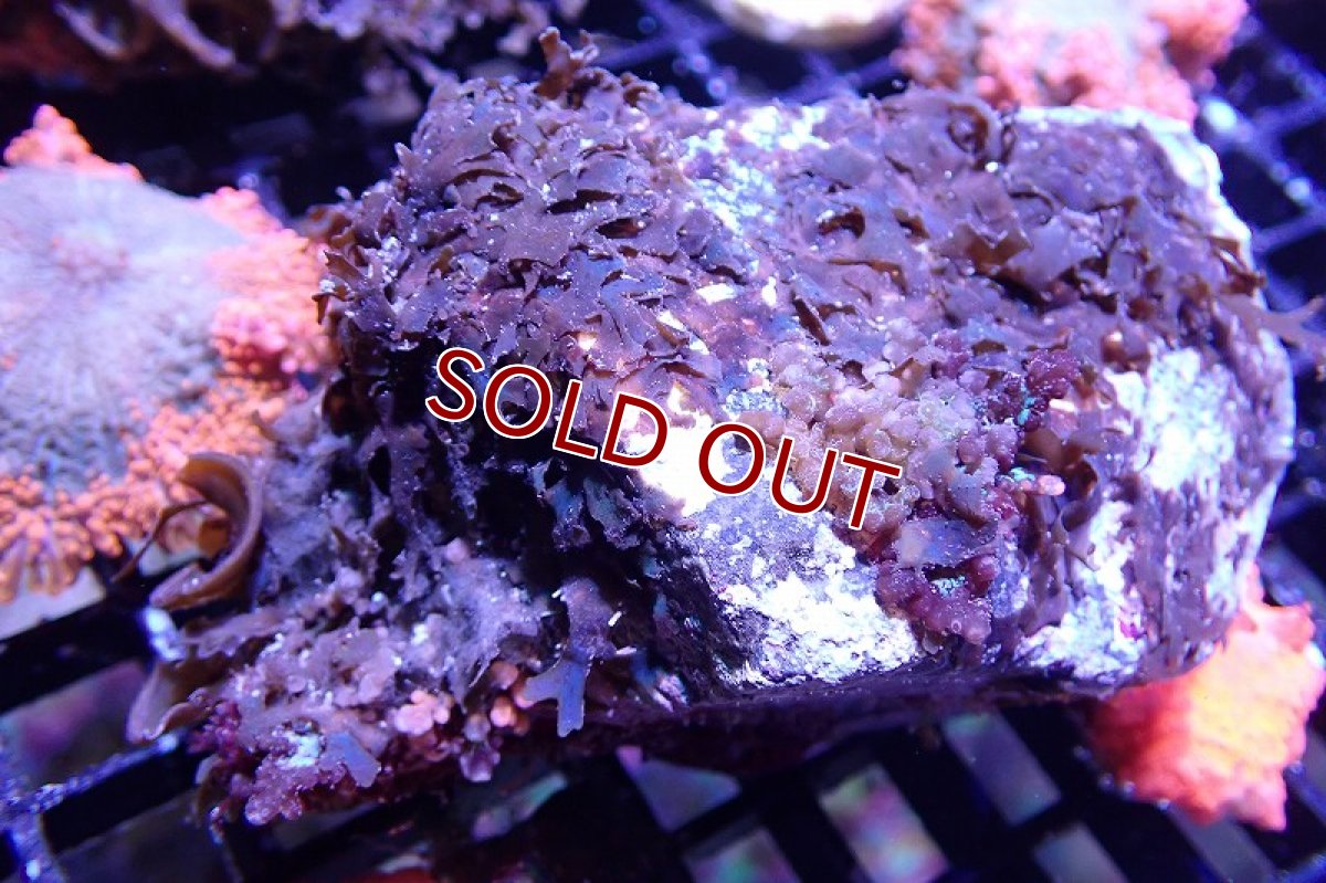 画像1: 【海藻】【通販】アミジグサsp. (岩付き）（個体販売）（±10cm)No.4（生体）（サンゴ） (1)