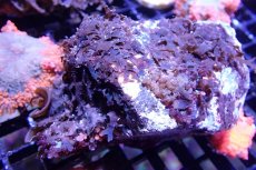 画像1: 【海藻】【通販】アミジグサsp. (岩付き）（個体販売）（±10cm)No.4（生体）（サンゴ） (1)