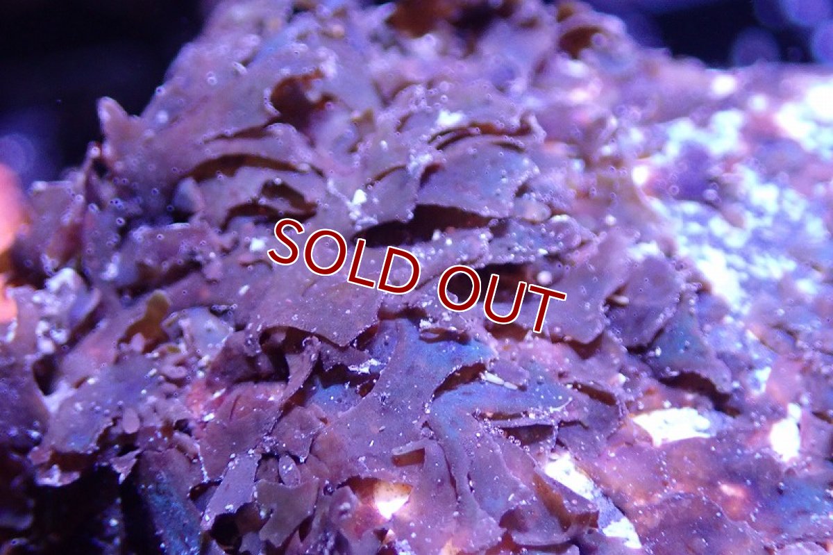 画像2: 【海藻】【通販】アミジグサsp. (岩付き）（個体販売）（±10cm)No.4（生体）（サンゴ） (2)