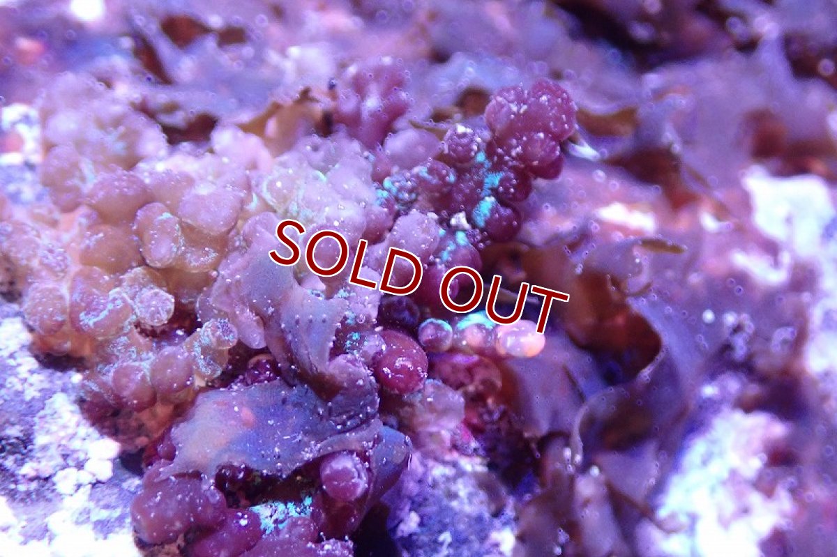 画像3: 【海藻】【通販】アミジグサsp. (岩付き）（個体販売）（±10cm)No.4（生体）（サンゴ） (3)