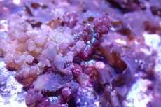 画像3: 【海藻】【通販】アミジグサsp. (岩付き）（個体販売）（±10cm)No.4（生体）（サンゴ） (3)