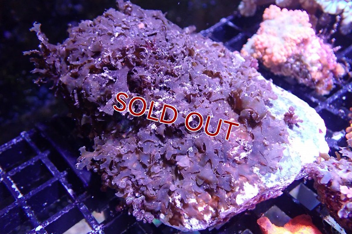 画像1: 【海藻】【通販】アミジグサsp. (岩付き）（個体販売）（±10cm)No.5（生体）（サンゴ） (1)