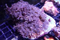 画像1: 【海藻】【通販】アミジグサsp. (岩付き）（個体販売）（±10cm)No.5（生体）（サンゴ） (1)