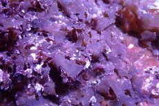 画像2: 【海藻】【通販】アミジグサsp. (岩付き）（個体販売）（±10cm)No.5（生体）（サンゴ） (2)