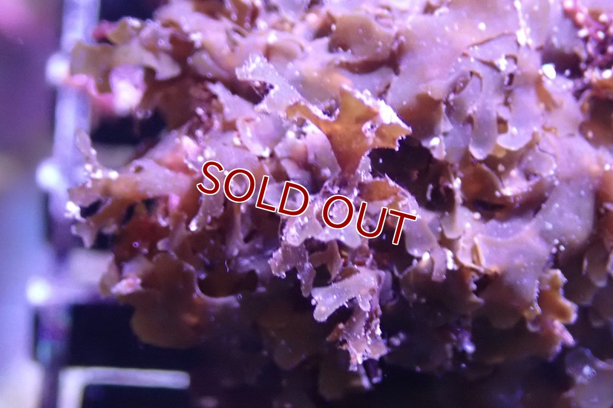 画像3: 【海藻】【通販】アミジグサsp. (岩付き）（個体販売）（±10cm)No.5（生体）（サンゴ） (3)