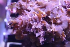 画像3: 【海藻】【通販】アミジグサsp. (岩付き）（個体販売）（±10cm)No.5（生体）（サンゴ） (3)