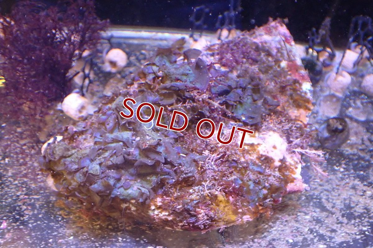 画像1: 【海藻】【通販】アヤニシキ（岩付き）（個体販売）（±20cm)（生体）（サンゴ） (1)
