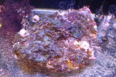 画像1: 【海藻】【通販】アヤニシキ（岩付き）（個体販売）（±20cm)（生体）（サンゴ） (1)