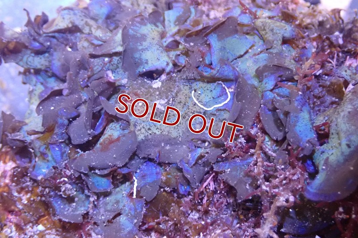 画像2: 【海藻】【通販】アヤニシキ（岩付き）（個体販売）（±20cm)（生体）（サンゴ） (2)