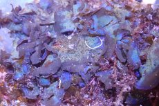 画像2: 【海藻】【通販】アヤニシキ（岩付き）（個体販売）（±20cm)（生体）（サンゴ） (2)