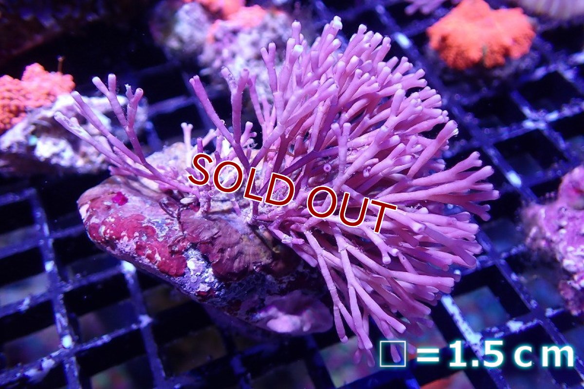 画像1: 【海藻】【通販】ガラガラsp.（岩付き）（個体販売）No.1（生体）（サンゴ） (1)