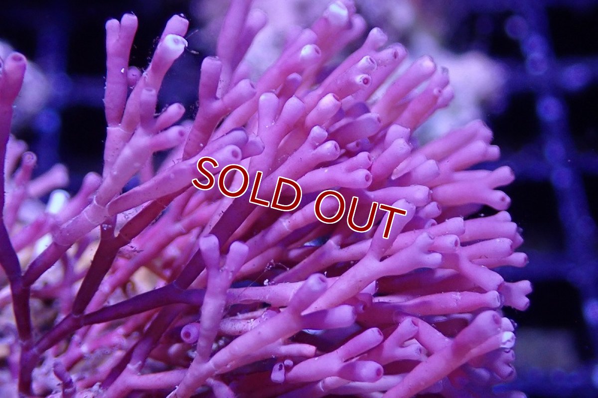 画像2: 【海藻】【通販】ガラガラsp.（岩付き）（個体販売）No.1（生体）（サンゴ） (2)