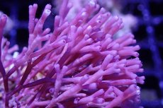 画像2: 【海藻】【通販】ガラガラsp.（岩付き）（個体販売）No.1（生体）（サンゴ） (2)