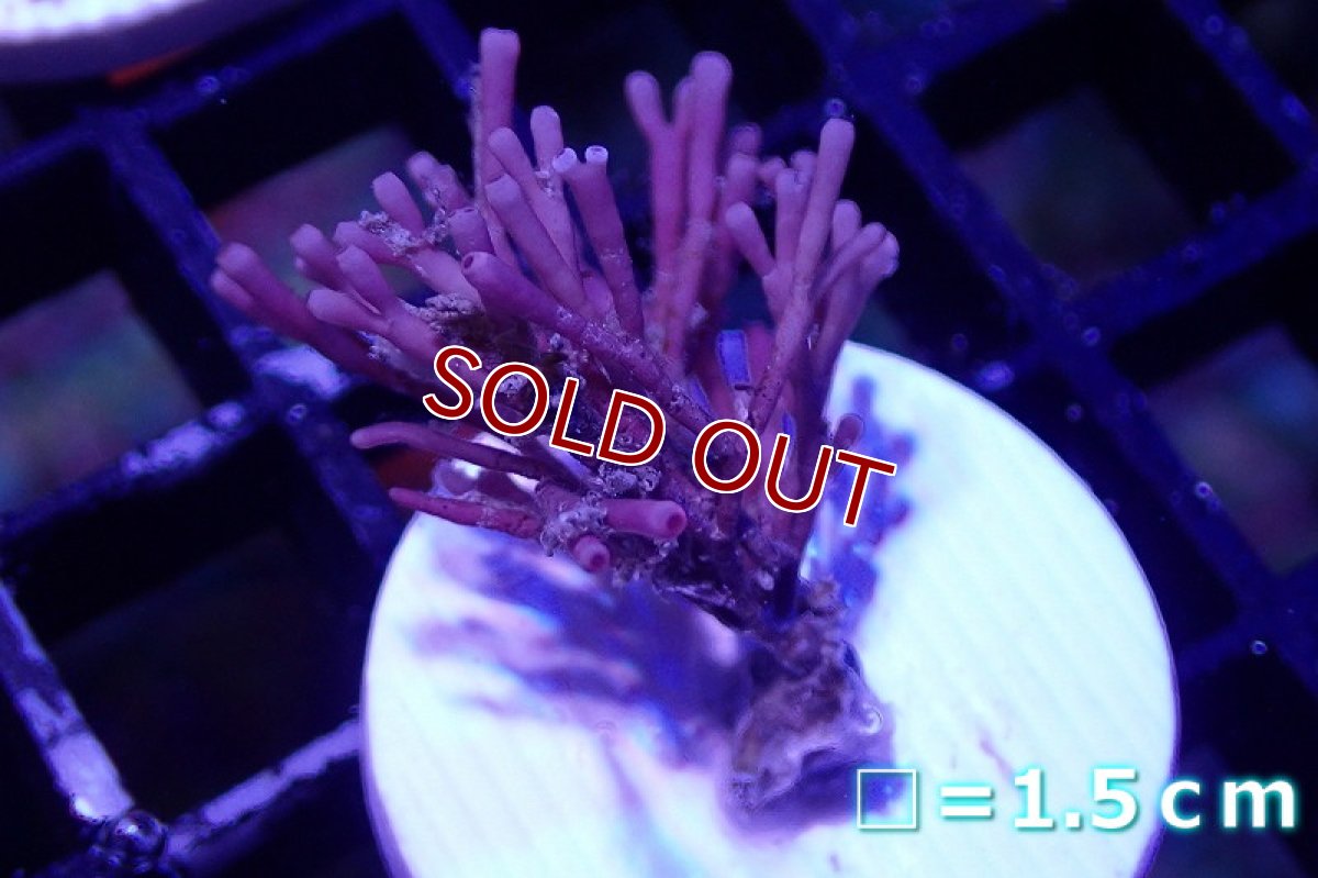 画像1: 【海藻】【通販】ガラガラsp.(フラグ付き）（個体販売）No.2（生体）（サンゴ） (1)