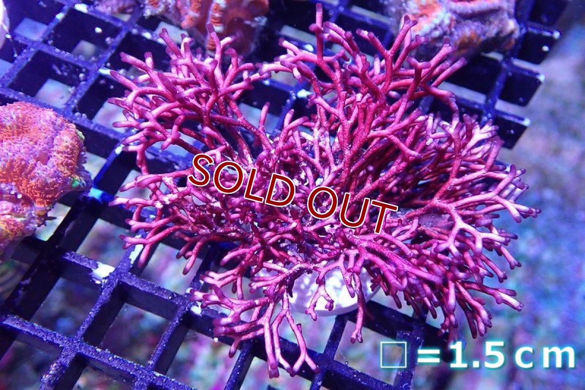 画像1: 【海藻】【通販】ガラガラsp.(フラグ付き）（個体販売）No.3（生体）（サンゴ） (1)