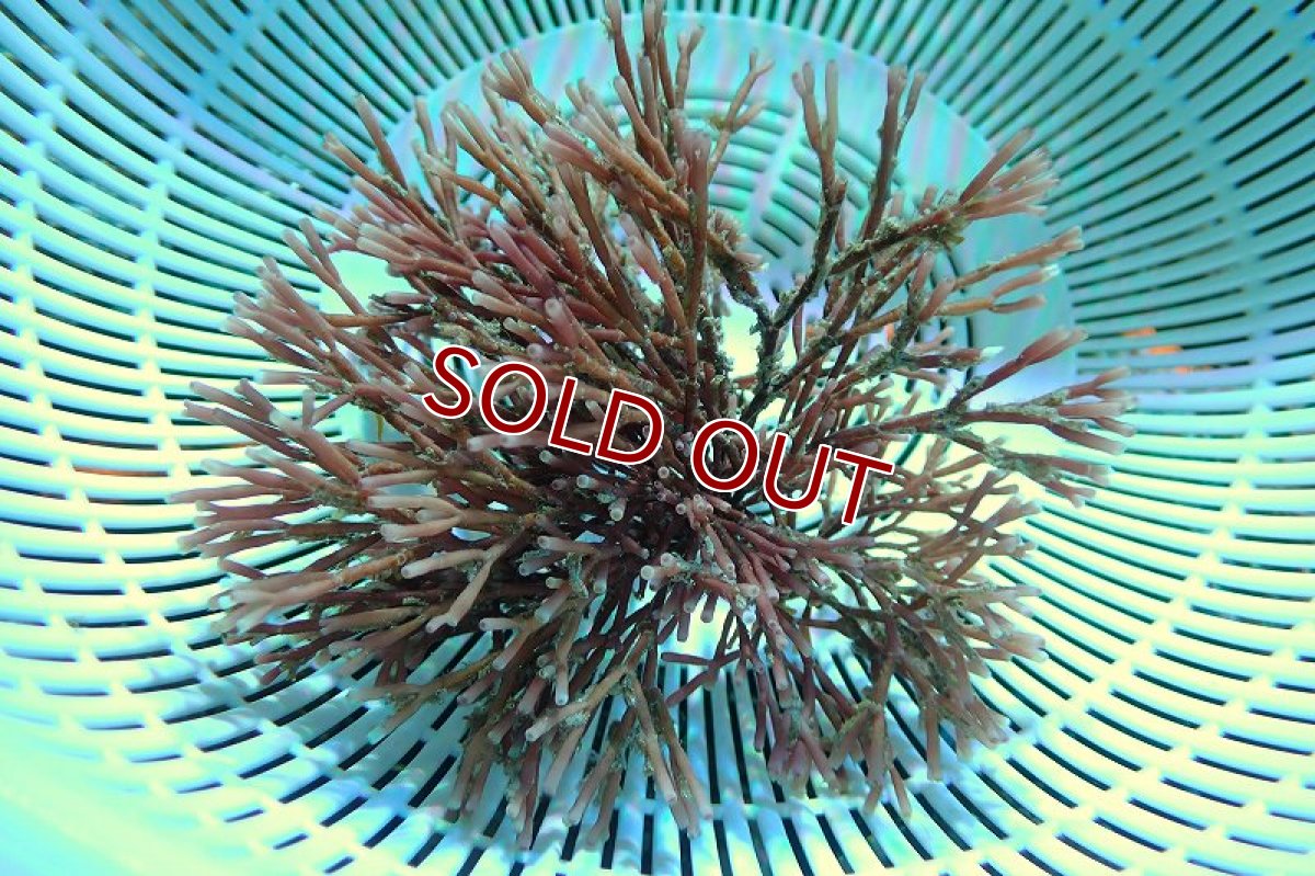 画像1: 【海藻】【通販】ガラガラsp.（個体販売）No.4（生体）（サンゴ） (1)