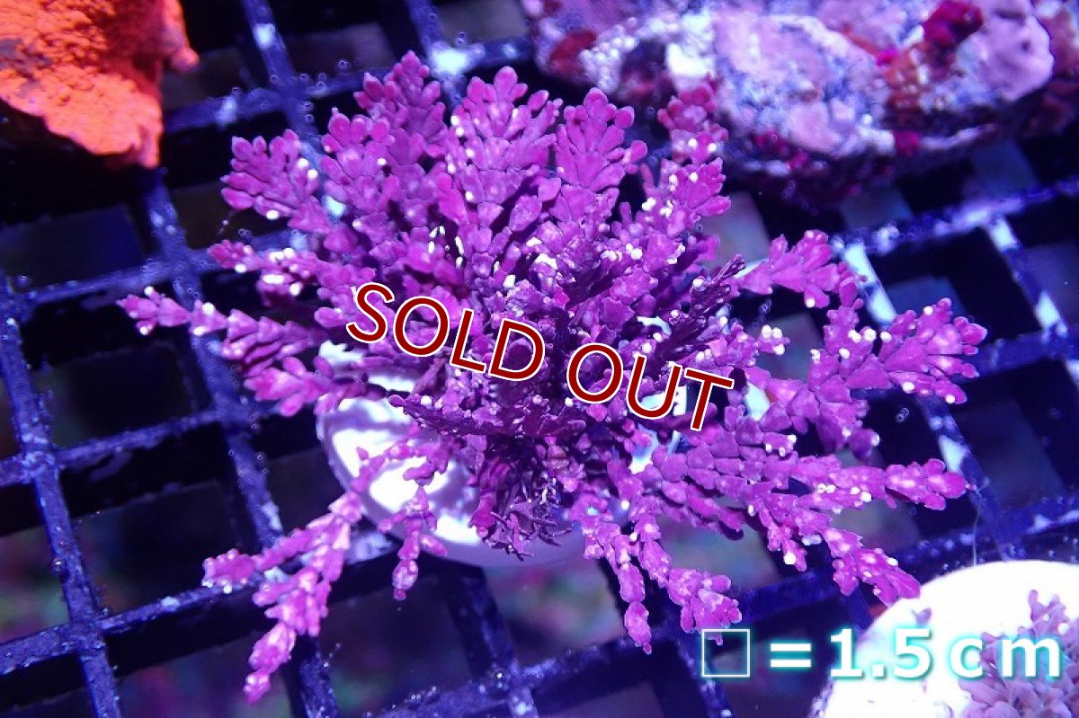 画像1: 【海藻】【通販】ムカデノリsp..(フラグ付き）（個体販売）（生体）（サンゴ） (1)