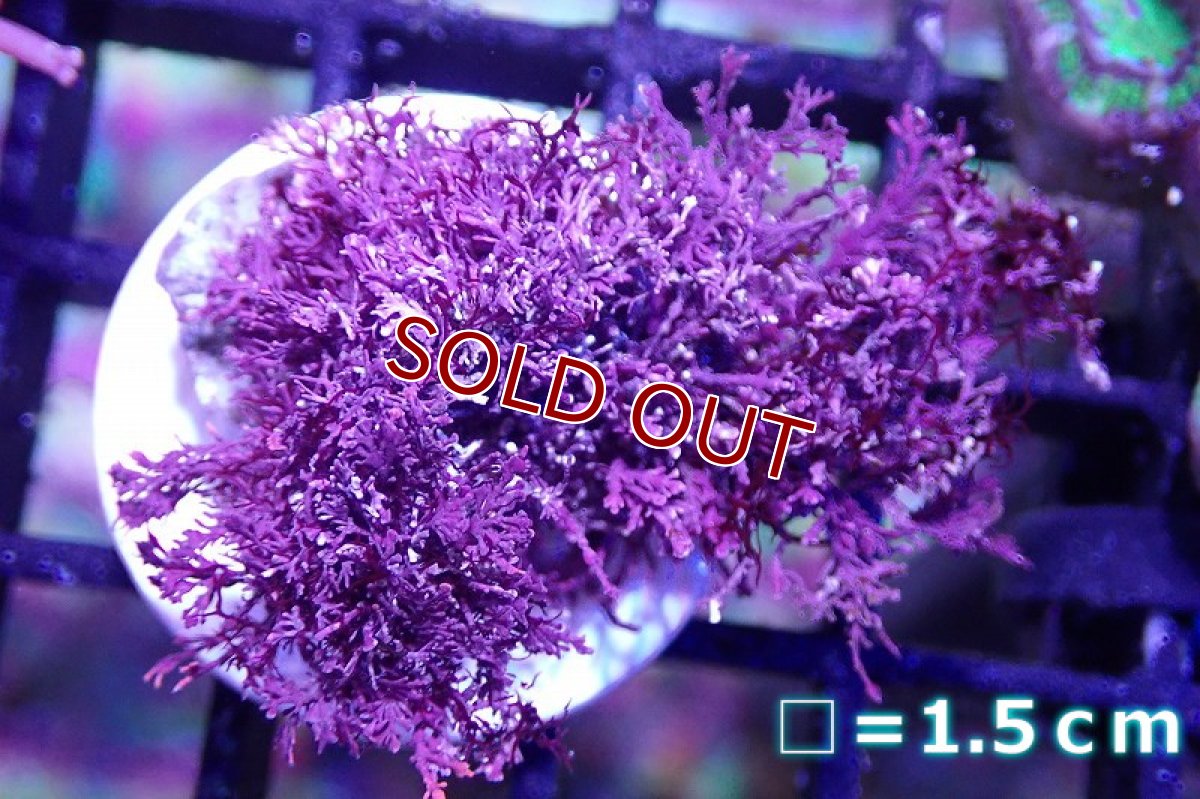 画像1: 【海藻】【通販】オバクサsp..(フラグ付き）（個体販売）（生体）（サンゴ） (1)