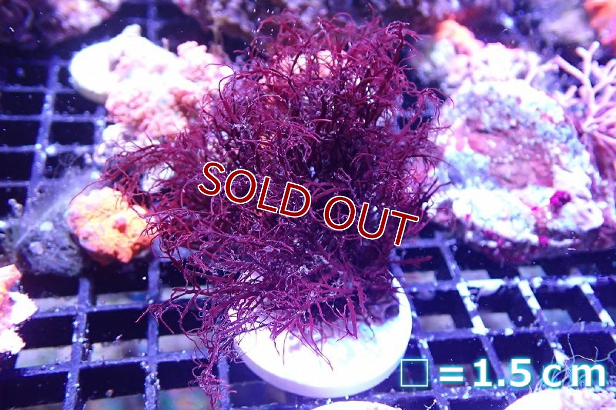 画像1: 【海藻】【通販】イバラノリsp.(フラグ付き）（個体販売）（生体）（サンゴ） (1)
