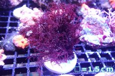 画像1: 【海藻】【通販】イバラノリsp.(フラグ付き）（個体販売）（生体）（サンゴ） (1)