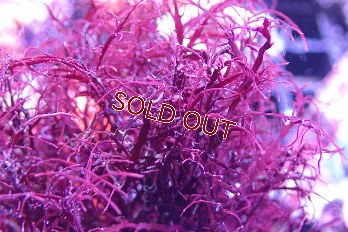 画像2: 【海藻】【通販】イバラノリsp.(フラグ付き）（個体販売）（生体）（サンゴ） (2)