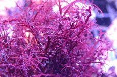 画像2: 【海藻】【通販】イバラノリsp.(フラグ付き）（個体販売）（生体）（サンゴ） (2)