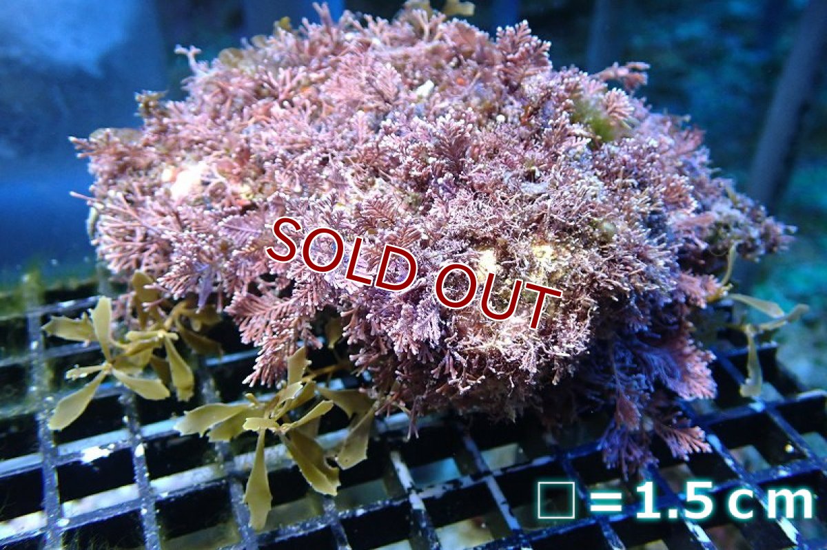 画像1: 【海藻】【通販】海藻ミックス（岩付き）（個体販売）（±13cm)（生体）（サンゴ） (1)