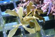 画像2: 【海藻】【通販】海藻ミックス（岩付き）（個体販売）（±13cm)（生体）（サンゴ） (2)