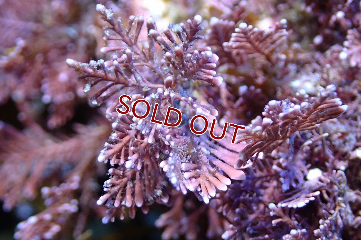 画像3: 【海藻】【通販】海藻ミックス（岩付き）（個体販売）（±13cm)（生体）（サンゴ） (3)