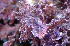 画像3: 【海藻】【通販】海藻ミックス（岩付き）（個体販売）（±13cm)（生体）（サンゴ） (3)