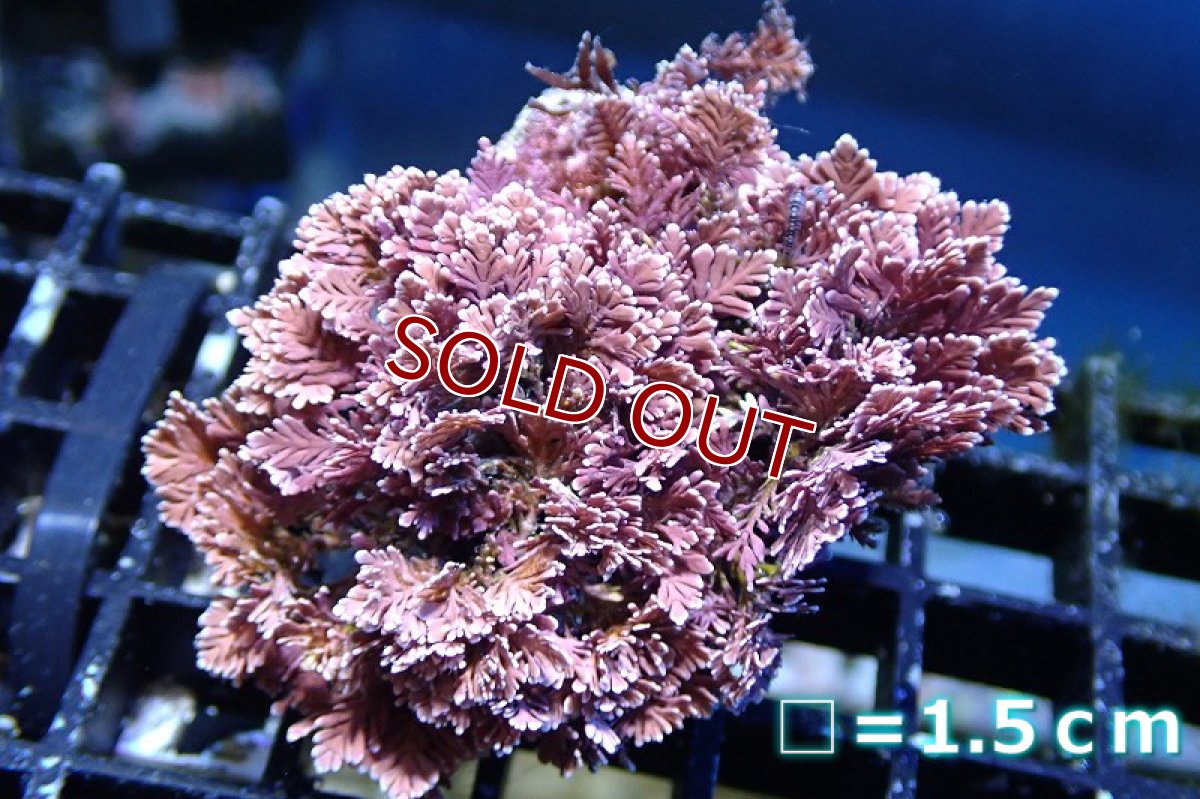 画像1: 【海藻】【通販】サンゴ藻sp. （個体販売）No.1（生体）（サンゴ） (1)