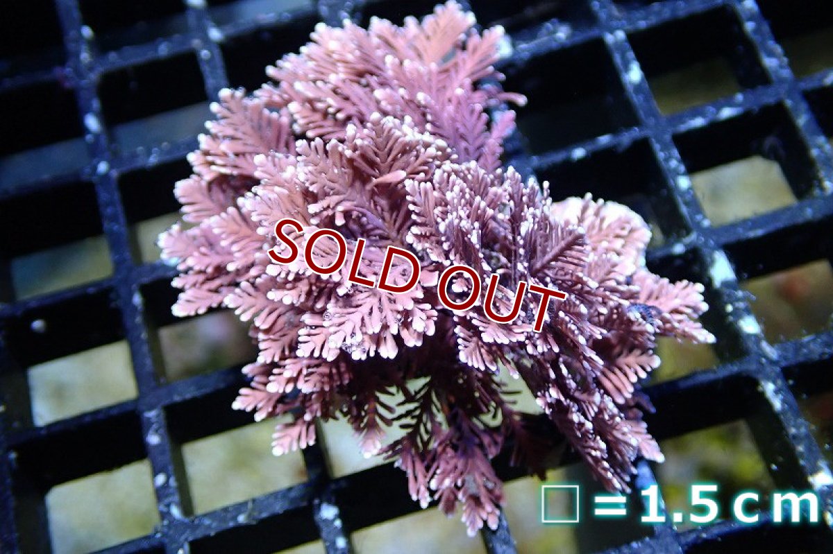 画像1: 【海藻】【通販】サンゴ藻sp. （個体販売）No.2（生体）（サンゴ） (1)