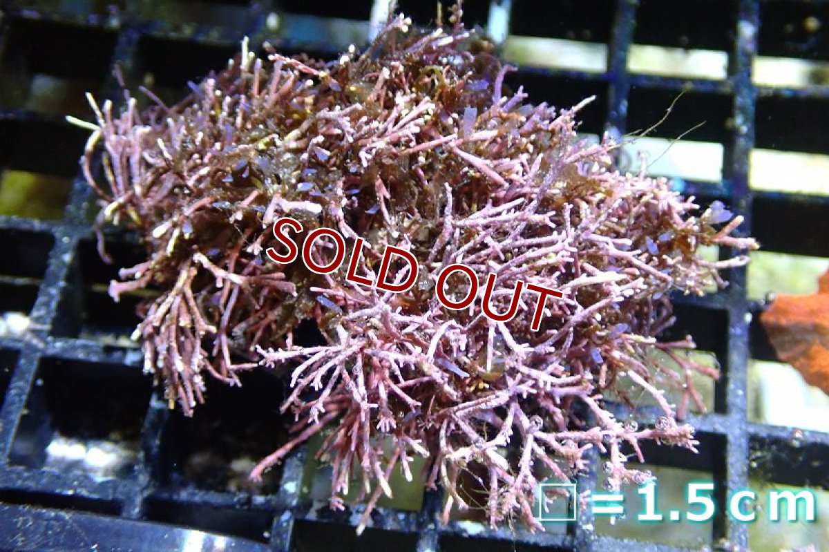 画像1: 【海藻】【通販】オバクサsp.（個体販売）（生体）（サンゴ） (1)