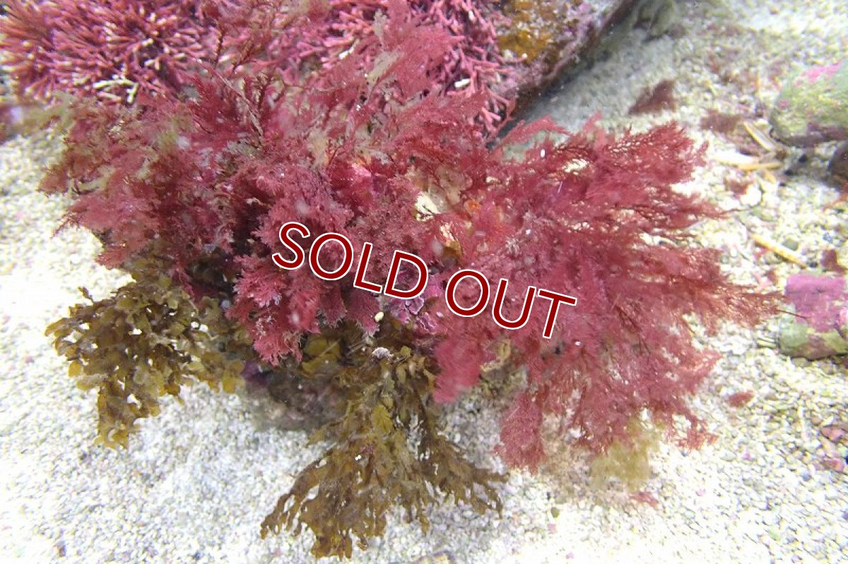 画像1: 【サンゴまとめ買い割引き10％〜20%OFF対象商品】 【サンゴ】【通販】海藻アソート（岩付き）（個体販売）（±18cm)No.1（生体）（サンゴ） (1)