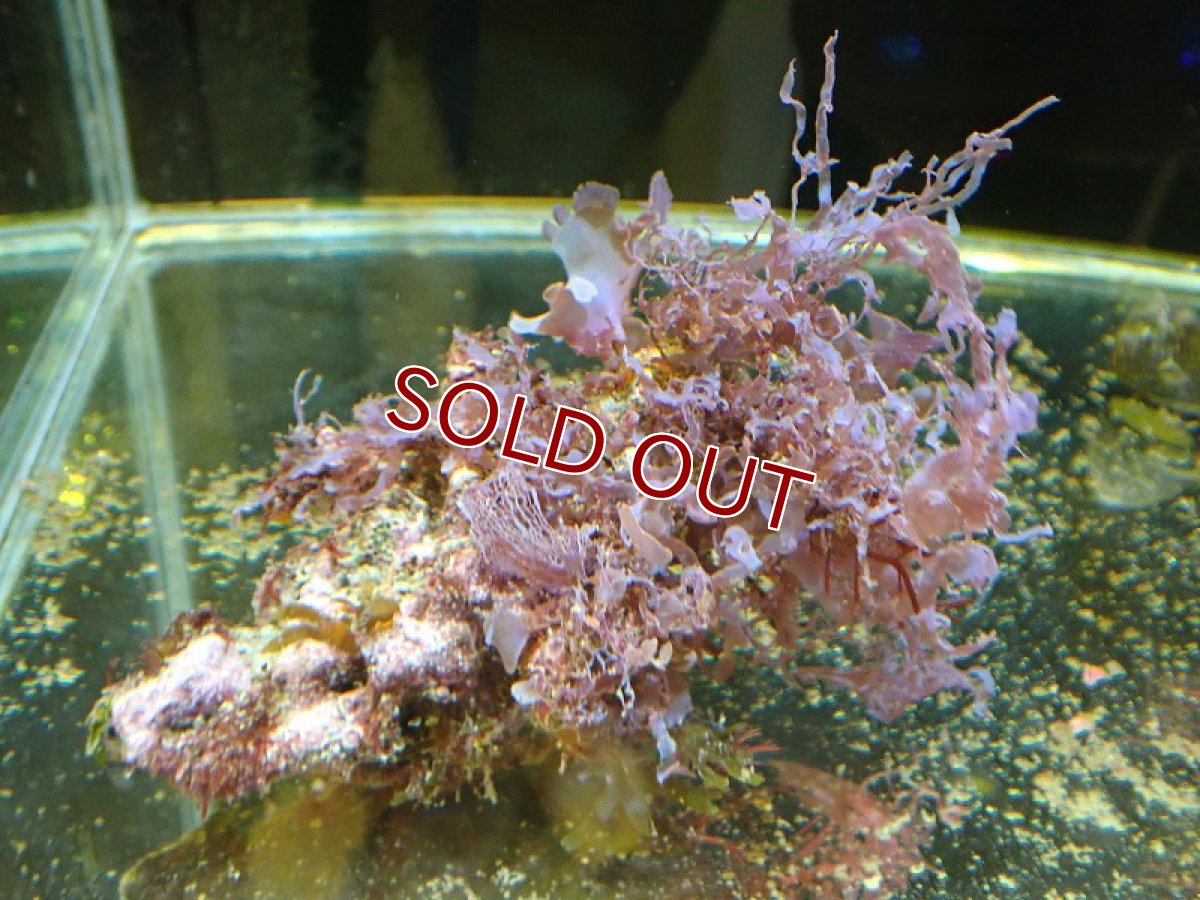 画像1: 【サンゴ・海藻】【通販】海藻sp. （アヤニシキ）（個体販売）（±10cm)No.1（生体）（サンゴ） (1)