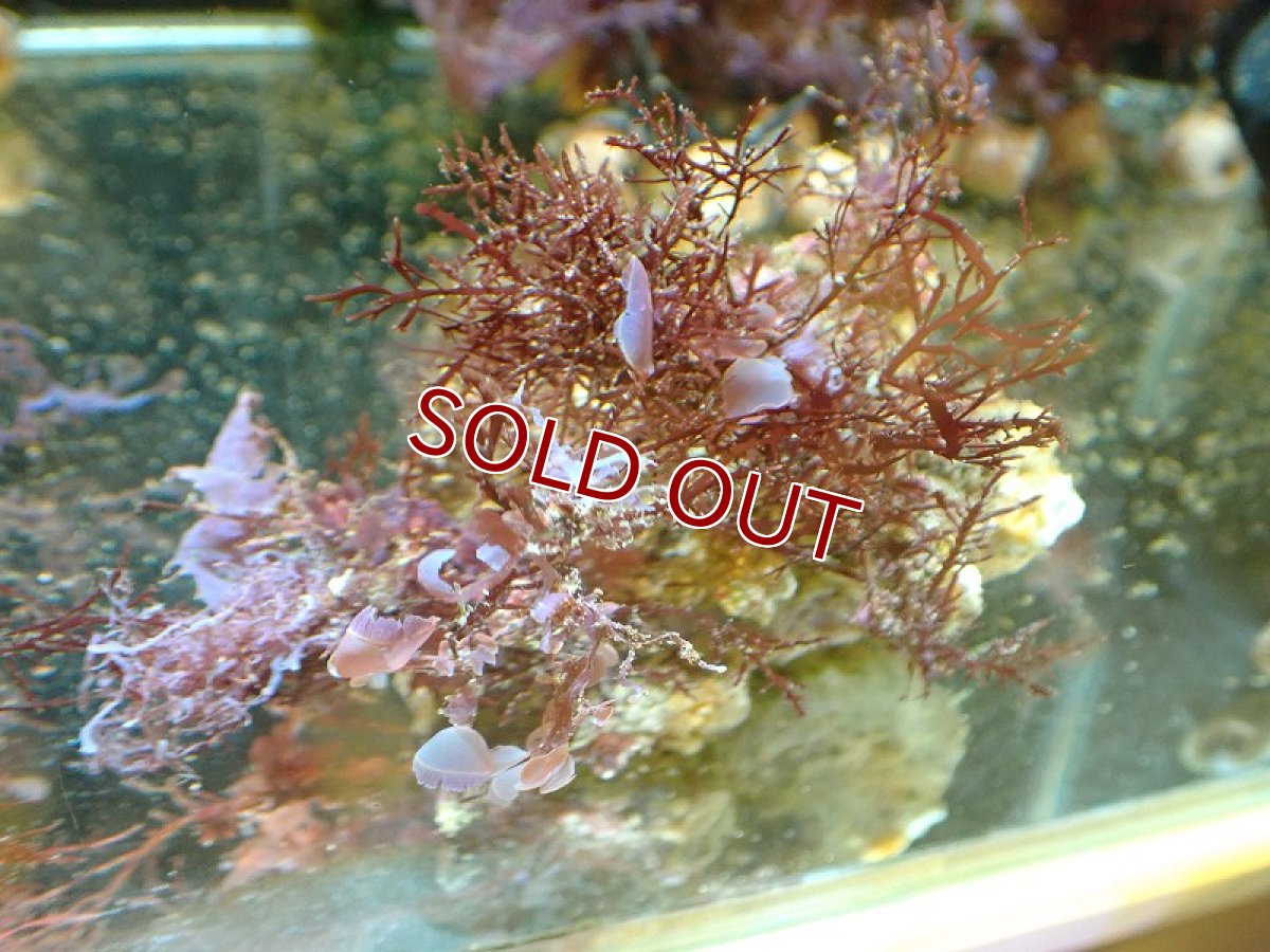 画像1: 【サンゴ・海藻】【通販】海藻sp. （アヤニシキ）（個体販売）（±8cm)No.2（生体）（サンゴ） (1)