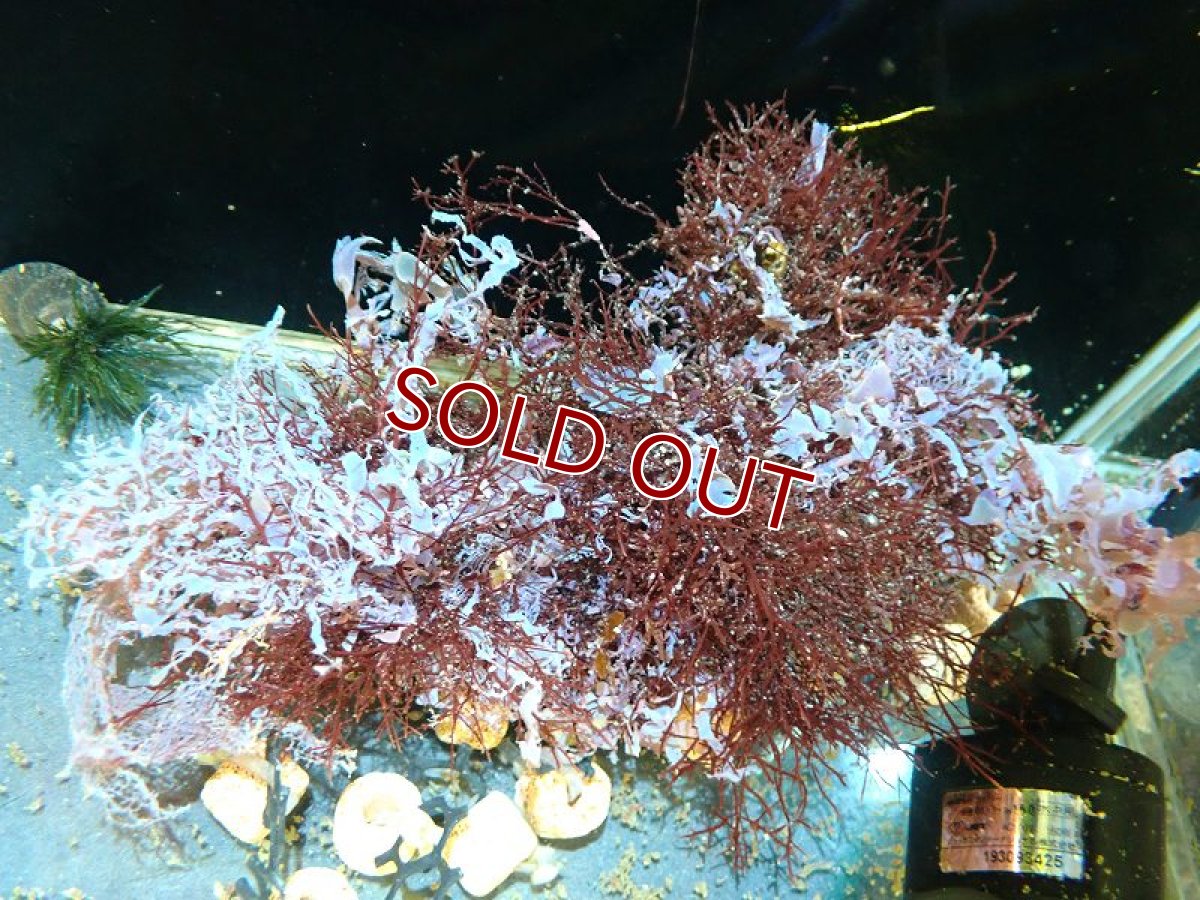 画像1: 【サンゴ・海藻】【通販】海藻sp. （アヤニシキ）（個体販売）（±16cm)No.4（生体）（サンゴ） (1)