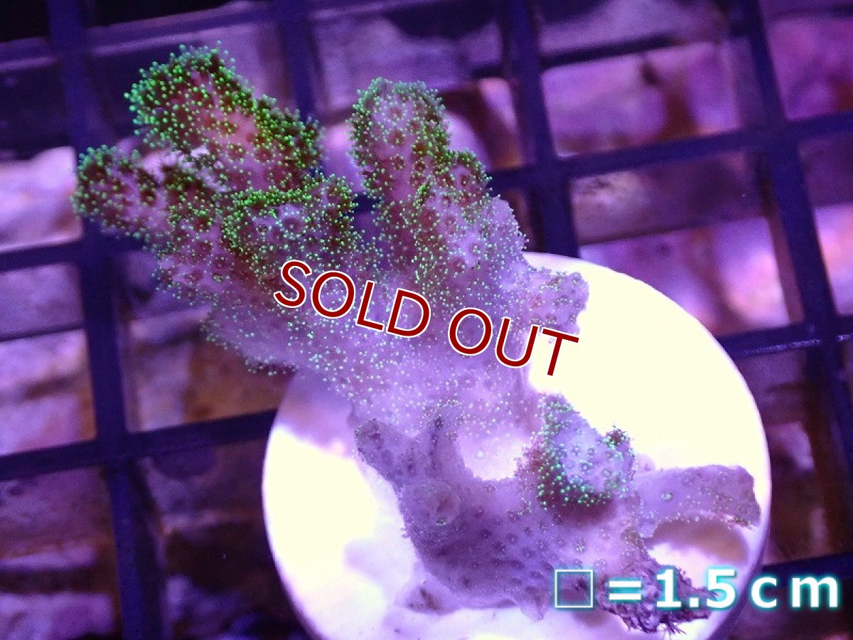 画像1: 【サンゴ】【通販】フラグ ハナヤサイサンゴ（Green Polyp）（個体販売）No.4（生体）（サンゴ） (1)