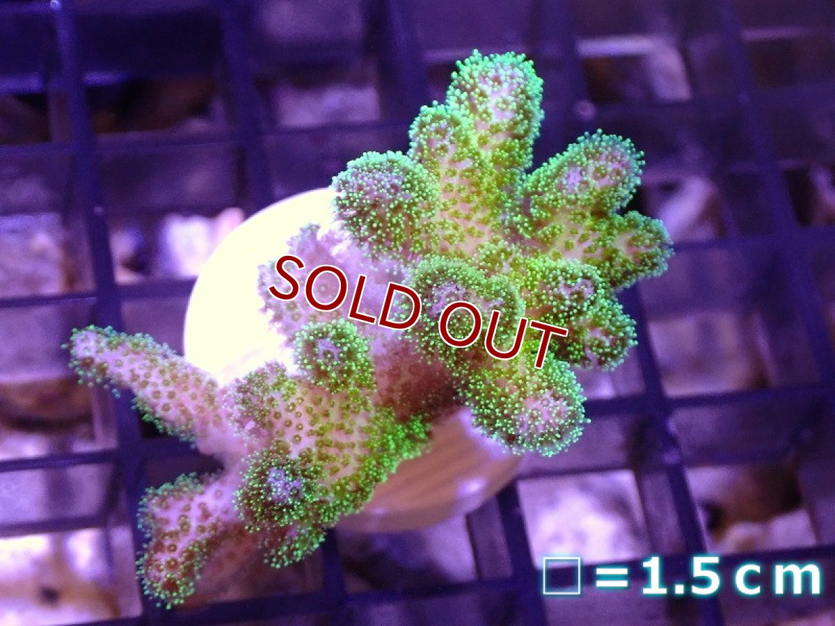 画像1: 【サンゴ】【通販】フラグ ハナヤサイサンゴ（Green Polyp）（個体販売）No.5（生体）（サンゴ） (1)