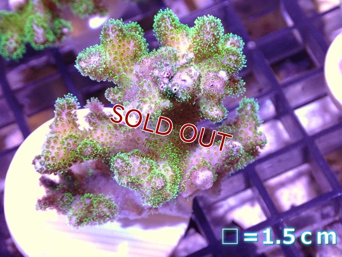 画像1: 【サンゴ】【通販】フラグ ハナヤサイサンゴ（Green Polyp）（個体販売）No.7（生体）（サンゴ） (1)