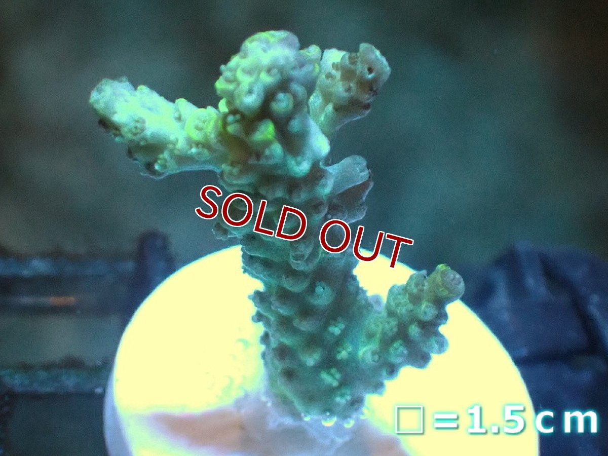 画像1: 【サンゴ】【通販】フラグ ミドリイシsp. （ピカチュウ)（個体販売）No.7（生体）（サンゴ） (1)