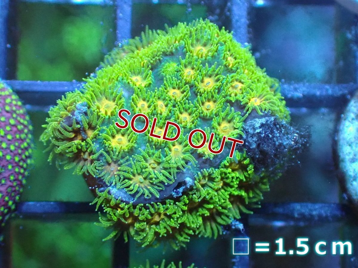 画像1: 【サンゴ】【通販】フラグ John Deere Leptastrea (トゲルリサンゴ/美カラー）（個体販売）No.1（生体）（サンゴ） (1)