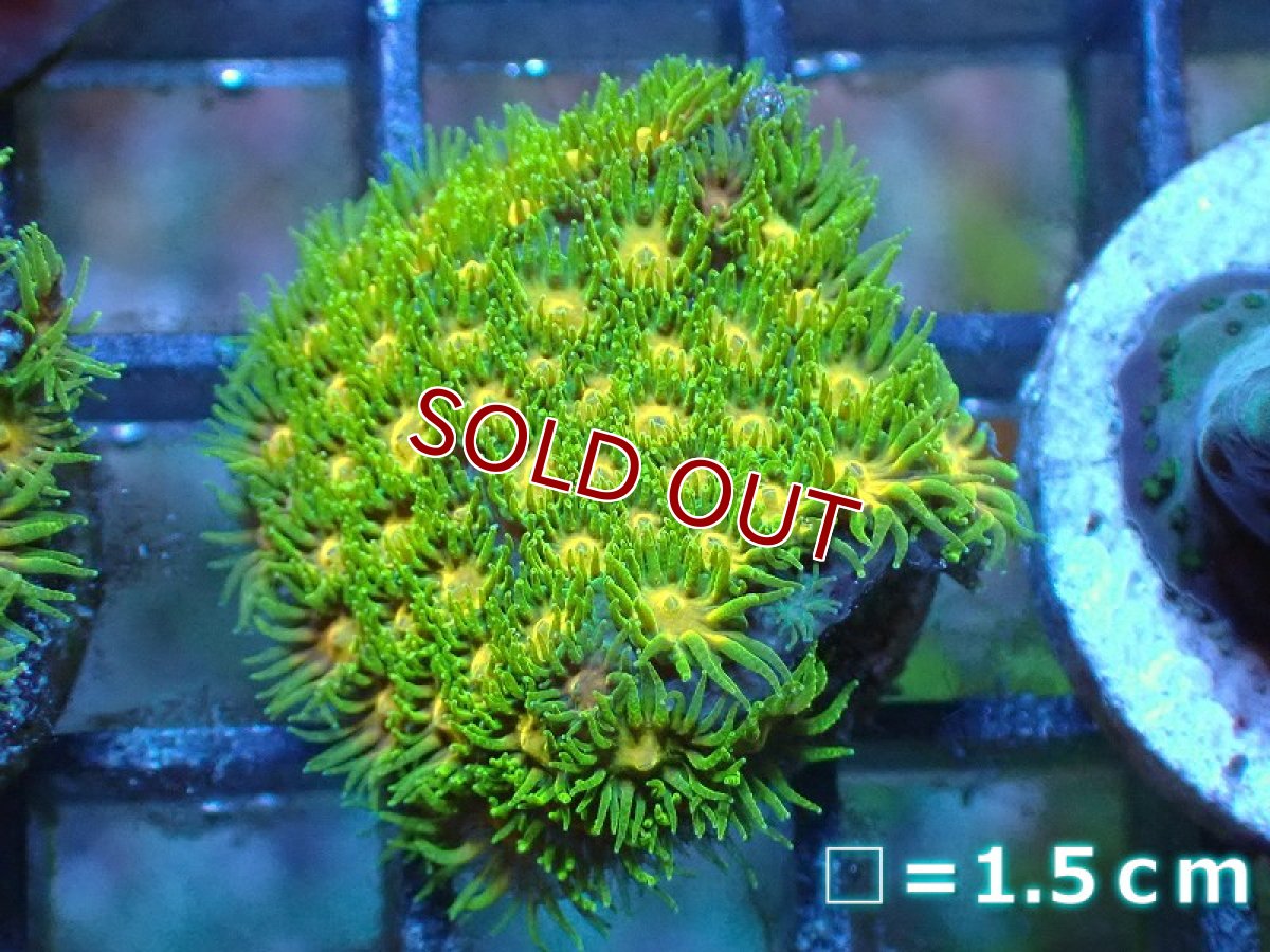 画像1: 【サンゴ】【通販】フラグ John Deere Leptastrea (トゲルリサンゴ/美カラー）（個体販売）No.8（生体）（サンゴ） (1)