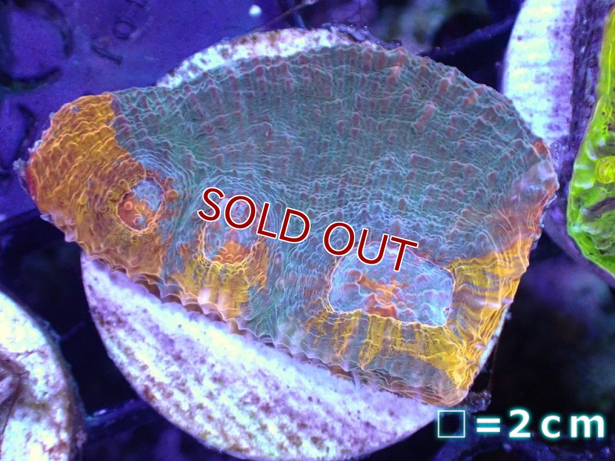 画像1: 【サンゴ】【通販】フラグキッカサンゴsp. 【オーストラリア産/Ultra Grade】（個体販売）No.9（生体）（サンゴ） (1)